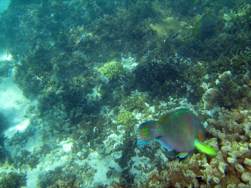 Reef & Marine Life